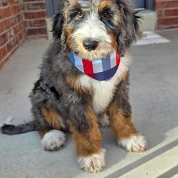 Stuffins - Merle male Bernedoodle puppy in Syracuse, Utah from Island View Poodles & Doodles
