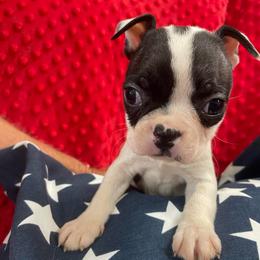 Lulu - Black and white female Boston Terrier puppy in Tampa, Florida from Bayshore Boston Terrier’s