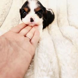 Jingle - Tri-color male Cavalier King Charles Spaniel puppy in Wilburton, Oklahoma from My Kids Kennel