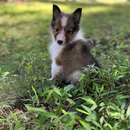 Jerry - Sable and white male Shetland Sheepdog puppy in Dallas, North Carolina from Retter Ridge
