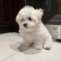 Bichon Frises and Pomeranians from Melodie's Bichons and Pomeranians