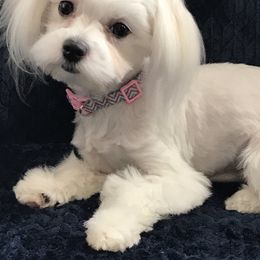 Piper  - Maltese