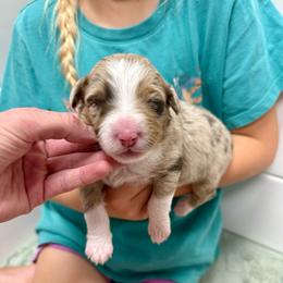 Ello - Brown merle female Aussiedoodle puppy in Heber City, Utah from Junipersdoodles