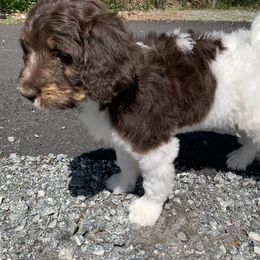 Bernedoodle Puppies from White Oak