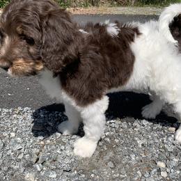 Bernedoodle Puppies from White Oak