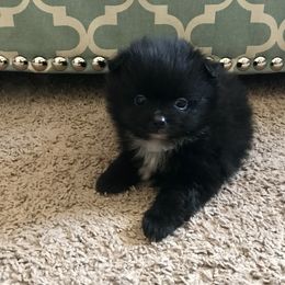 Pomeranian Puppies from POMS USA
