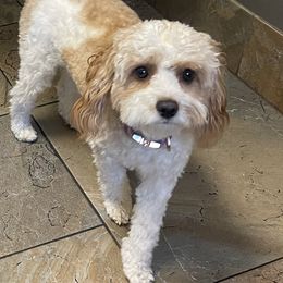Trixie - Cavapoo