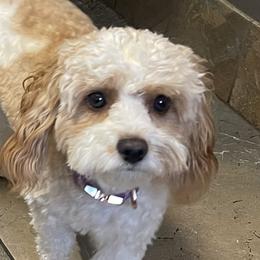 Trixie - Cavapoo