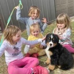 Bernese Mountain Dog Puppies from Lonesome Pine Farm
