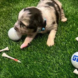 Bunker - Blue merle male Toy Australian Shepherd puppy in Nemo, Texas from Fairway Furries
