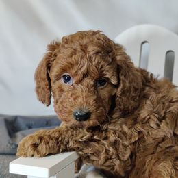 Curry: OFA and CHIC certified parents - Red  male Poodle puppy in Westfield, North Carolina from Legacy Pets