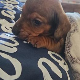 Dewey - Chocolate and tan male Dachshund puppy in Celina, Texas from Daisy's Doxies