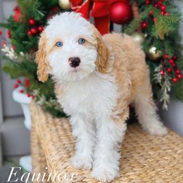 Equinox - Red male Bernedoodle puppy in West Jordan, Utah from Doodles Friend