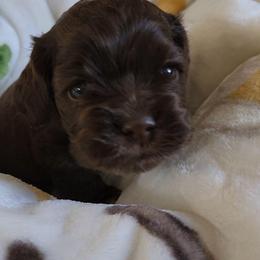 AKC Shamrock - Brown male Cocker Spaniel puppy in Morristown, Tennessee from Down in the Holler