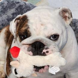 Bulldogs from Buckletucky Farm