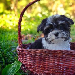 Companion Cross, Mal-Shi, Maltese, Maltipoo, Morkie, and Shih Tzu Puppies from Seeking Shalom Acres Maltese, Maltipoos & Havamalts
