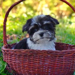 Companion Cross, Mal-Shi, Maltese, Maltipoo, Morkie, and Shih Tzu Puppies from Seeking Shalom Acres Maltese, Maltipoos & Havamalts