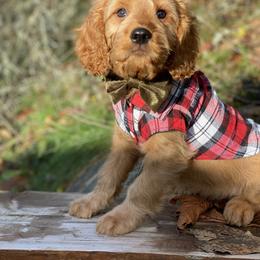 Cavapoo and Cockapoo Puppies from Heavenly puppies to love