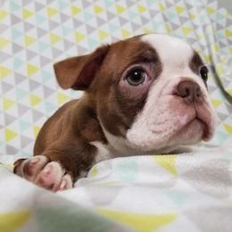 Boston Terriers from Hula Girl's Bostons