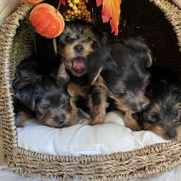 Yorkshire Terrier Puppies from Yuppie Yorkies