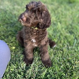 Bernedoodle, Goldendoodle, and Sheepadoodle Puppies from High Desert Doodles