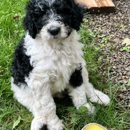 Labradoodle Puppies from Bear Creek Labradoodles