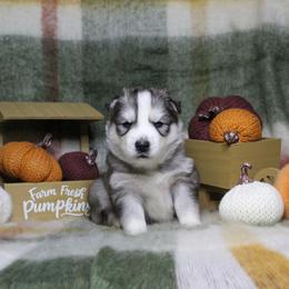 Orange - Gray and white male Siberian Husky puppy in York, Pennsylvania from Spalla Pups