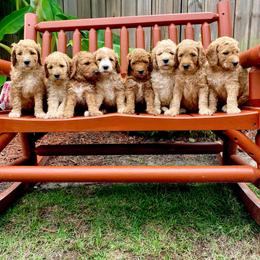 Goldendoodle Puppies from Wrightsville Beach GoldenDoodles