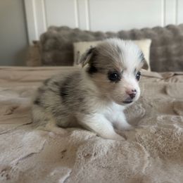 Pie - Blue merle and white female American Corgi puppy in Paradise, Texas from Bar S Corgis