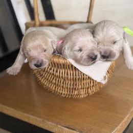 Golden Retriever puppies from Columbia Ridge Goldens