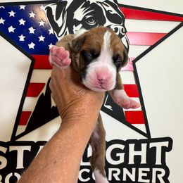 Boy - Fawn male Boxer puppy in Palm Coast, Florida from Starlight Boxer Corner