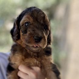 Navy - Merle male Goldendoodle puppy in Escalon, California from Miley&Co.