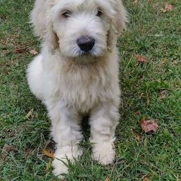 Goldendoodle Puppies from SUPERDog Doodles