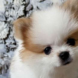 Pomeranians from TD Dream Poms