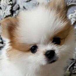 Pomeranians from TD Dream Poms