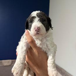 Black collar - Parti male Goldendoodle puppy in Cape Coral, Florida from Magnolia Doodles co.