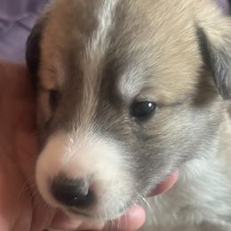 Anatolian Shepherd Dog Puppies from Heaven Can Wait Anatolians