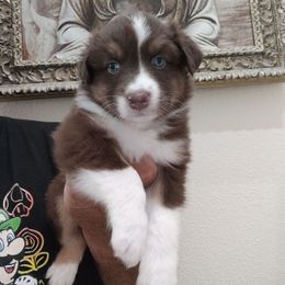 Lenni - Red tri-color female Australian Shepherd puppy in Turlock, California from Cherangani Hills Australian Shepherds