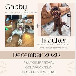 Goldendoodle puppies from Doodle My Heart