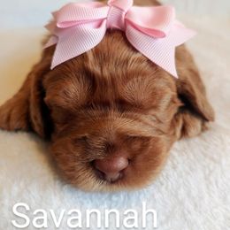 Australian Labradoodle Puppies from Lavender Fields Australian Labradoodles