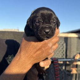 Girl 1 - Cane Corso puppy from Busch Kennels LLC