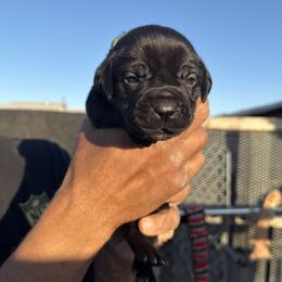 Girl 1 - Cane Corso puppy from Busch Kennels LLC