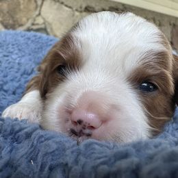 Refus - Red male Cavapoo puppy in Camden, Michigan from FurEver Friends Finder