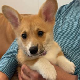 Bruno (Purple Collar) - Red male Pembroke Welsh Corgi puppy in North Charleston, South Carolina from Corgivilla