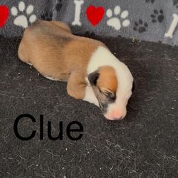 Nickname: Clue - Red Whippet puppy in Ransomville, New York from Painted Stars Farm