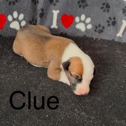 Nickname: Clue - Red Whippet puppy in Ransomville, New York from Painted Stars Farm