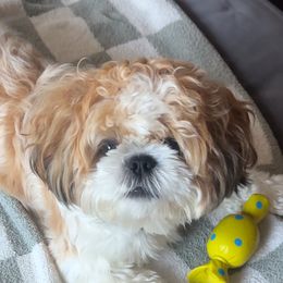 Shih Tzus from Delinda Shih Tzus