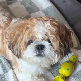 Shih Tzus from Delinda Shih Tzus