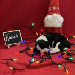 English Springer Spaniel Puppies from Dalsland