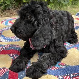 Golden Mountain Doodle puppies from Turpin Ranch